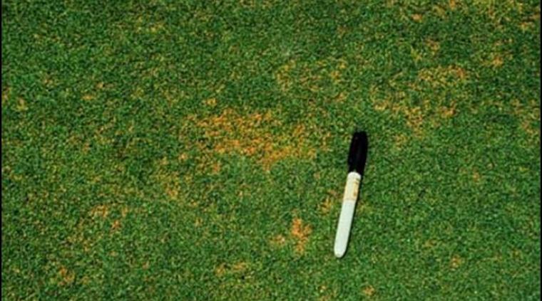 Antrachnose græs golf