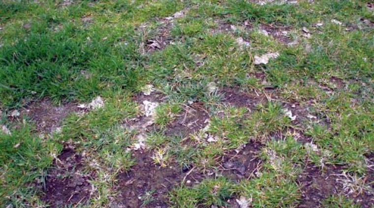 En-kimbladet ukrudt græs golf