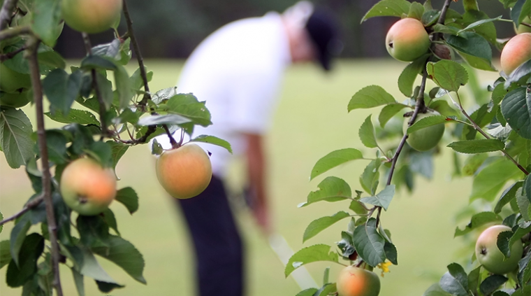 Miljøinitiativer æbler golfbaner