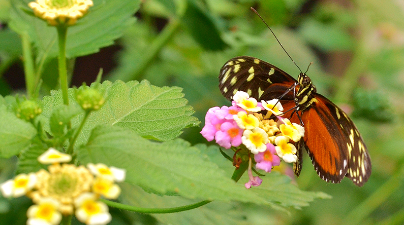 sommerfugl, natur
