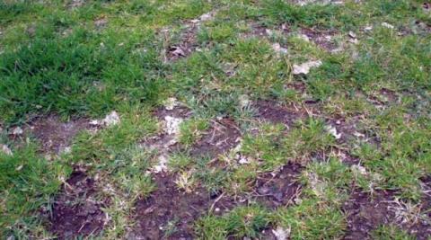 En-kimbladet ukrudt græs golf